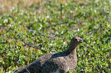 COAT predicts this year’s ptarmigan density in Finnmark